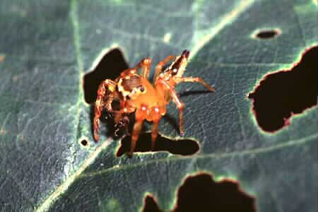 Jumping spider