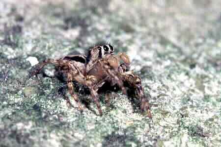 Plexippus petersi
