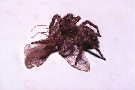 Plexippus petersi
