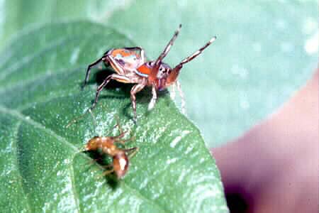 Siler semiglaucus