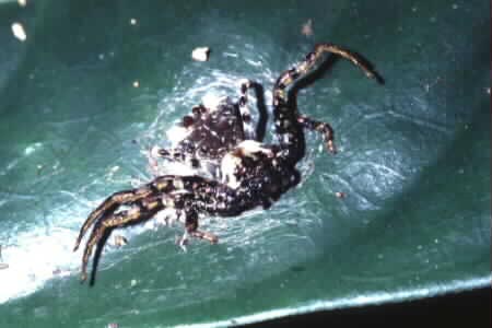 Crab spider (Phrynarachne sp.)