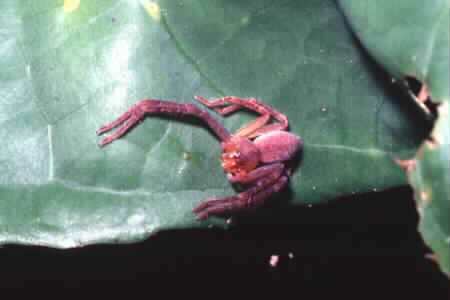 Crab spider