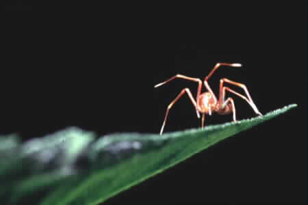 Ant-like Crab Spider