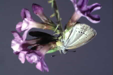 Crab spider (?Thomisus sp.)