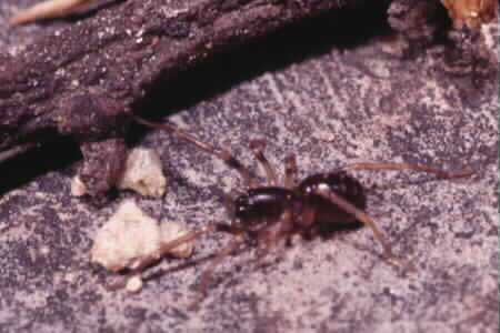 Zodariidae