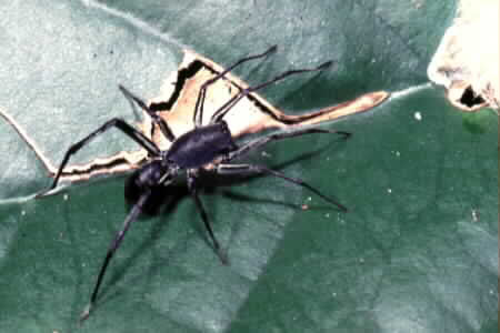 Ground Spider