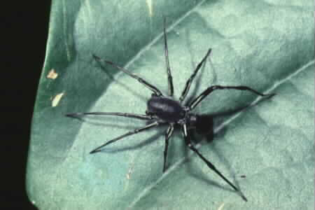 Ground Spider
